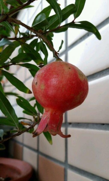 盆栽石榴怎样养