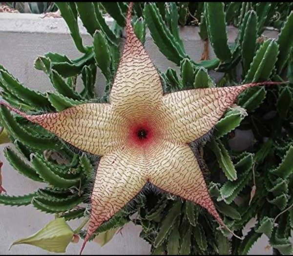 世界上最臭的花排名