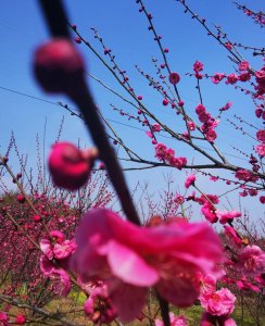 茶梅盆景怎么养 茶梅种植方法及养护