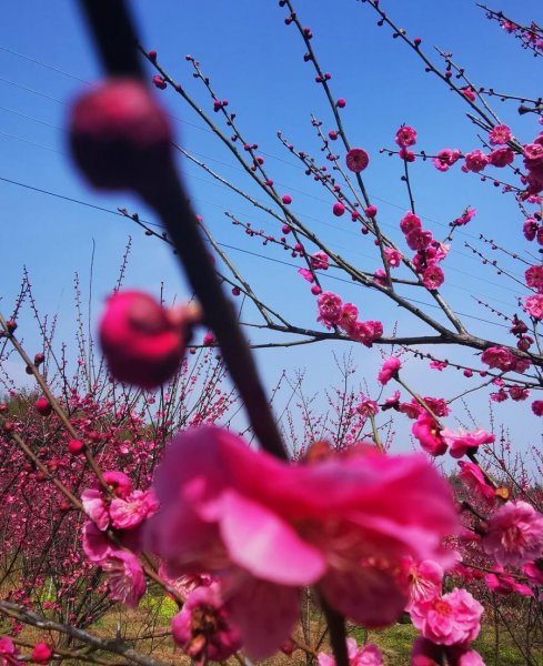 茶梅盆景怎么养