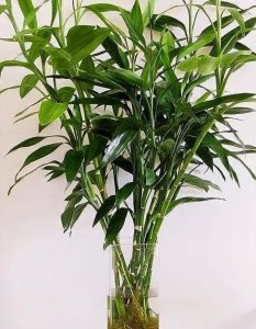 富贵竹有哪些品种 盘点五大常见的富贵竹