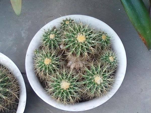 金琥仙人球怎么养