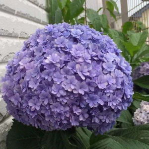 什么花是紫色的 关于紫色花植物大全名称