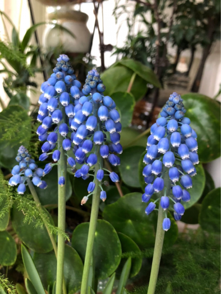 什么花是紫色的