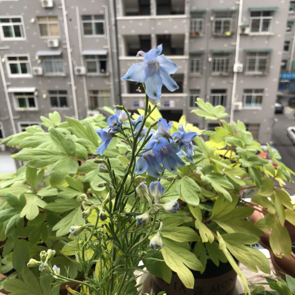 什么花是紫色的