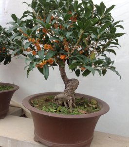 盆栽桂花怎么样才长得好 桂花盆栽养殖注意事项