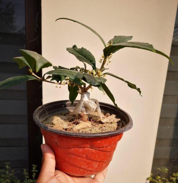 盆栽桂花怎么样才长得好