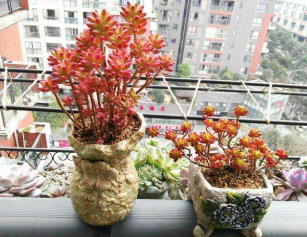 名贵多肉品种有哪些