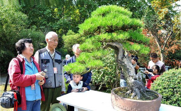 黑松盆景如何养护