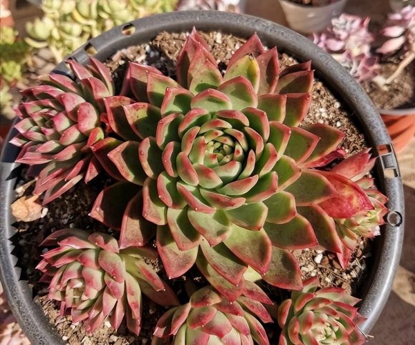 景天科多肉植物怎么养