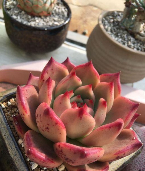 景天科多肉植物怎么养