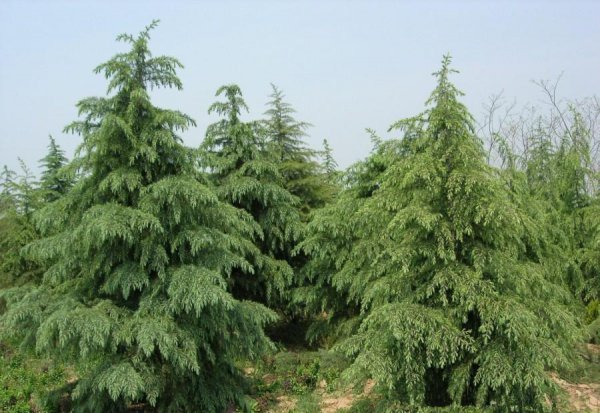 常见的松树有哪几种