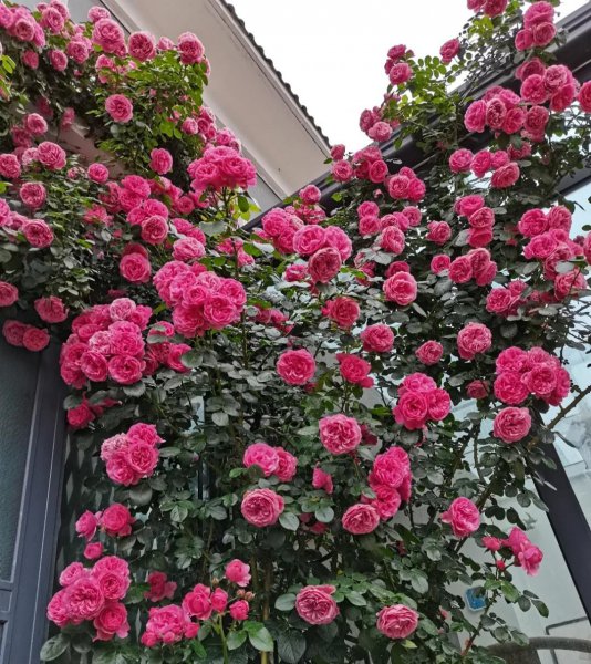 藤本月季哪个品种花多