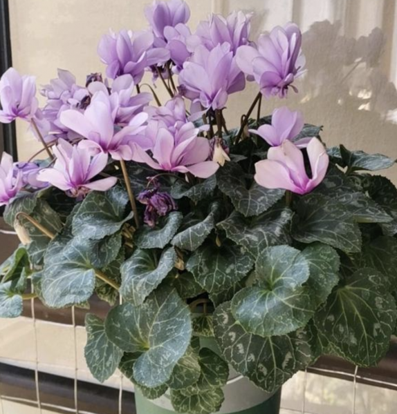 耐寒植物盆栽有哪些