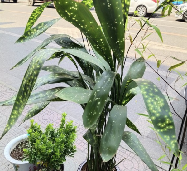 耐寒植物盆栽有哪些