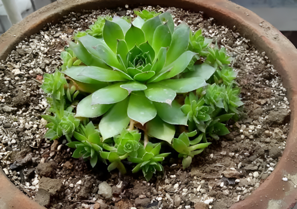 耐寒植物盆栽有哪些