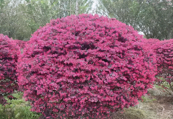 景观乔木有哪些品种