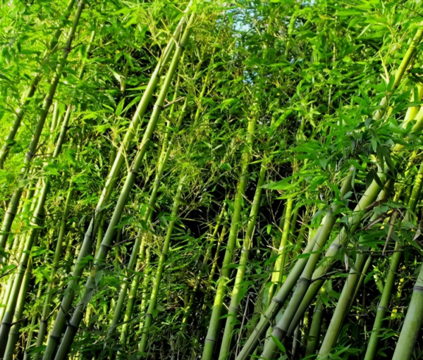 景观乔木有哪些品种