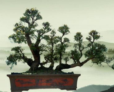赤楠木盆景在家养好吗 有关赤楠盆景养护方法