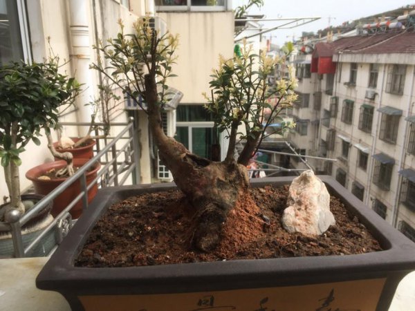 赤楠木盆景在家养好吗