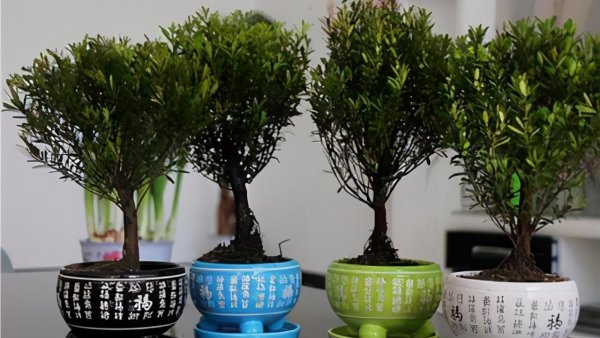 赤楠木盆景在家养好吗