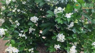 九里香盆景如何养 详解盆栽九里香种植方法