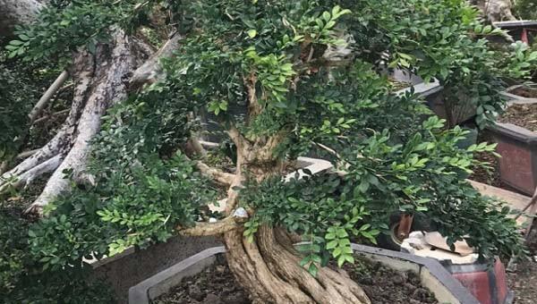 九里香盆景如何养