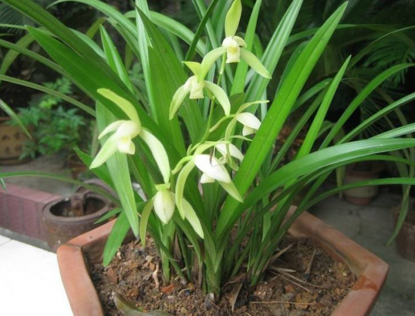 盆栽兰花种植方法图解