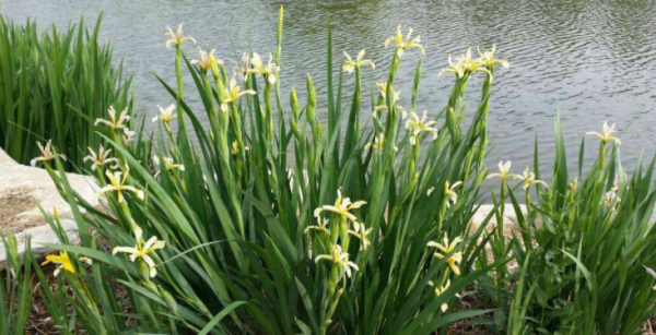 盆栽兰花种植方法图解