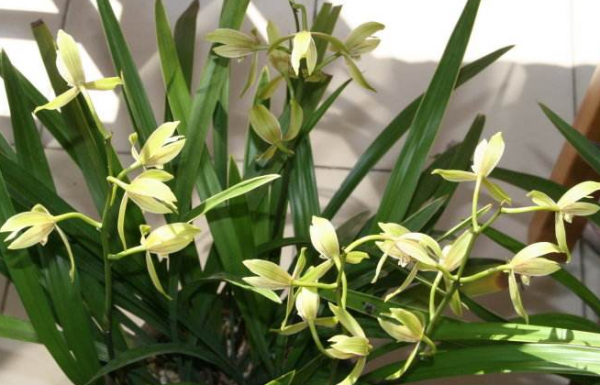 盆栽兰花种植方法图解