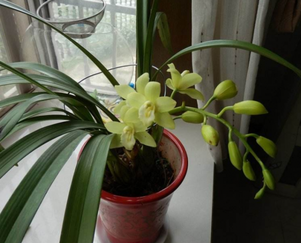 盆栽兰花种植方法图解