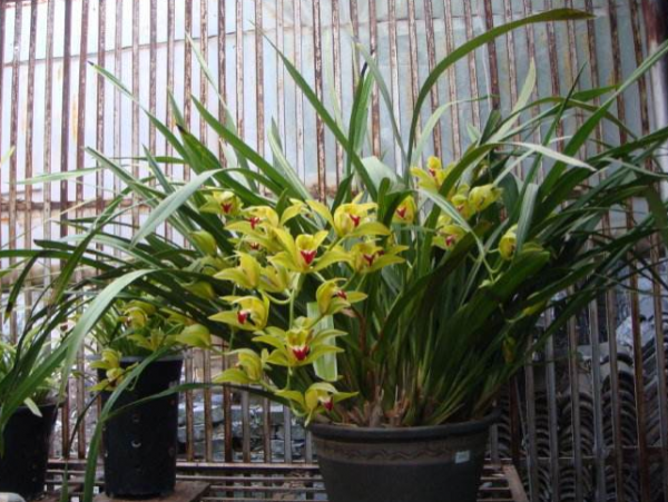 盆栽兰花种植方法图解