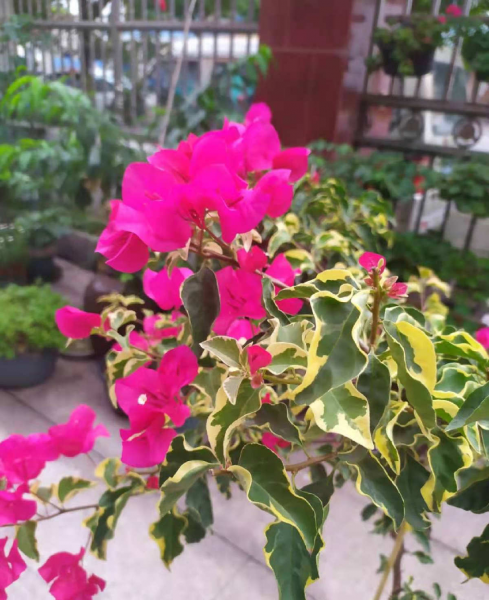 花卉三角梅怎么养