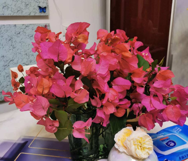 花卉三角梅怎么养