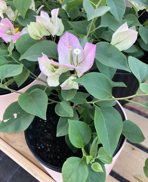 花卉三角梅怎么养