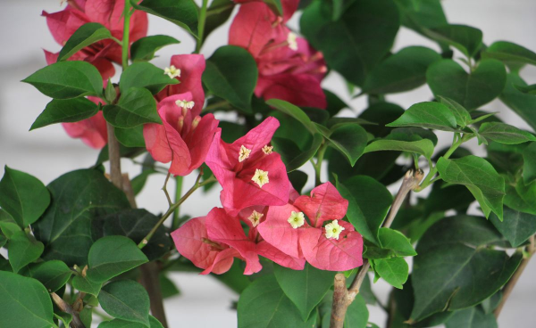 花卉三角梅怎么养