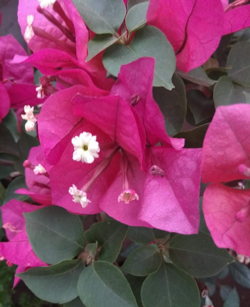 花卉三角梅怎么养