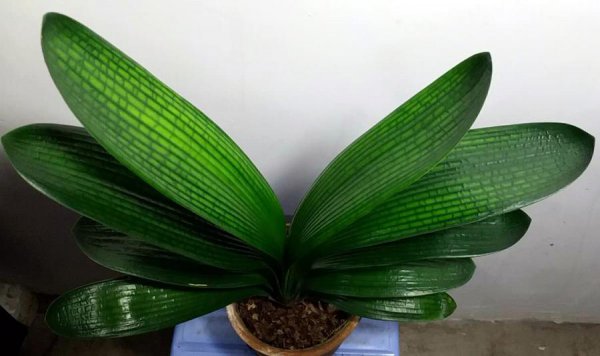 新手养君子兰哪个品种好养