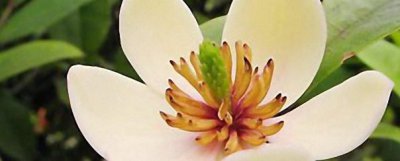含笑花怎么养活 盆栽含笑花的养殖方法