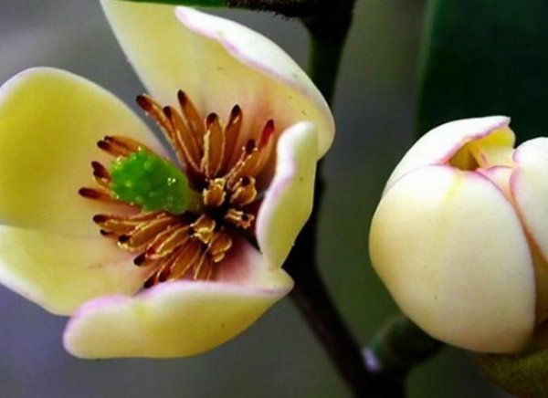 含笑花怎么养活