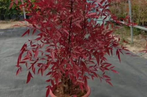南天竹老桩盆景怎么养