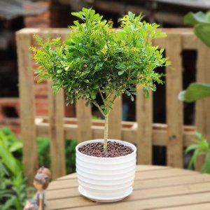 室内小盆栽花卉大全 适合养在室内的盆栽植物