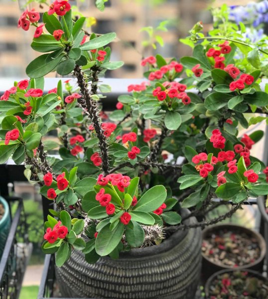 室内小盆栽花卉大全