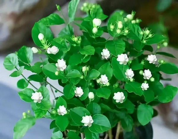 室内小盆栽花卉大全