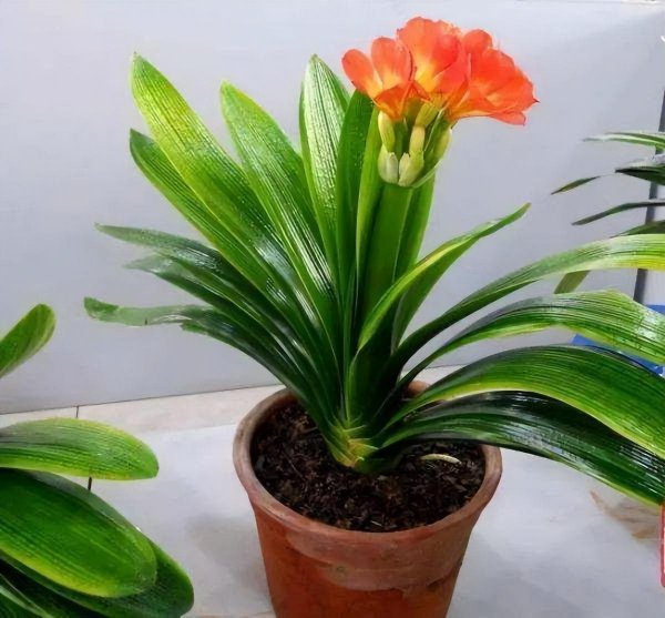室内小盆栽花卉大全