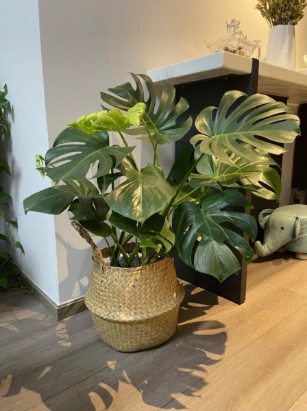 室内小盆栽花卉大全