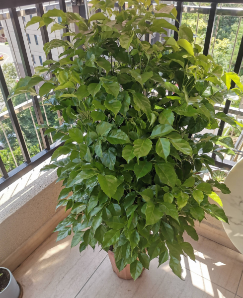 室内小盆栽花卉大全
