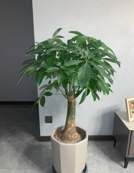 室内小盆栽花卉大全