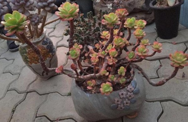 多肉植物盆栽怎么养好看