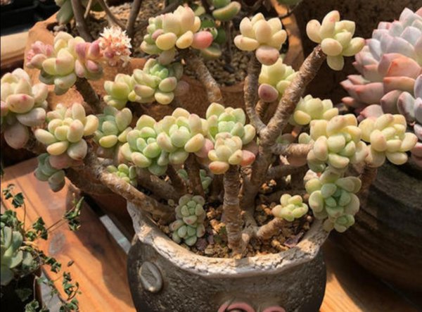 多肉植物盆栽怎么养好看